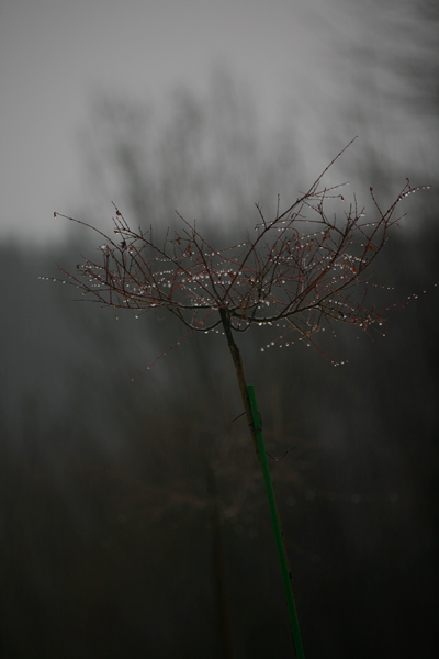399 :: A thin curtain of trees